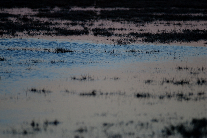 Diepholzer Moorniedrung.jpg - JENS BOHLE copyright